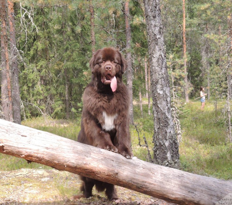 Фото: ньюфаундленд Акватория Келвин Хизер Хани (Aquatoriya Kelvin Heather Honey)