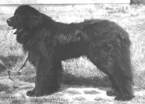 Фото: ньюфаундленд Оскар Олс