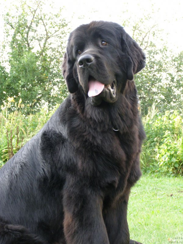Фото: ньюфаундленд Черная Мафия Маубе Ше Вилл (Chernaya Mafia Maybe She Will)