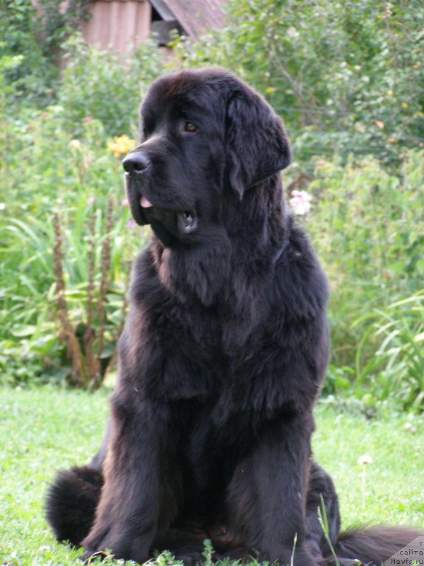 Фото: ньюфаундленд Черная Мафия Маубе Ше Вилл (Chernaya Mafia Maybe She Will)