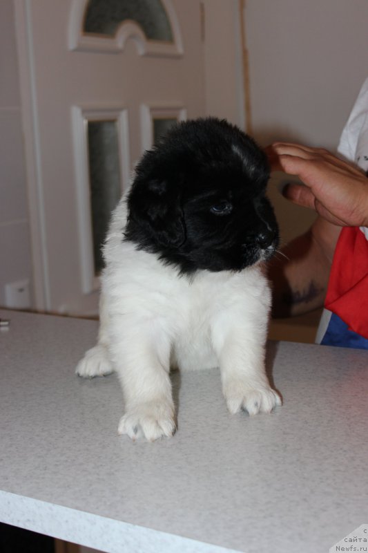 Фото: ньюфаундленд Ame Aimante