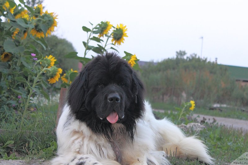 Фото: ньюфаундленд Callistos Blitzen