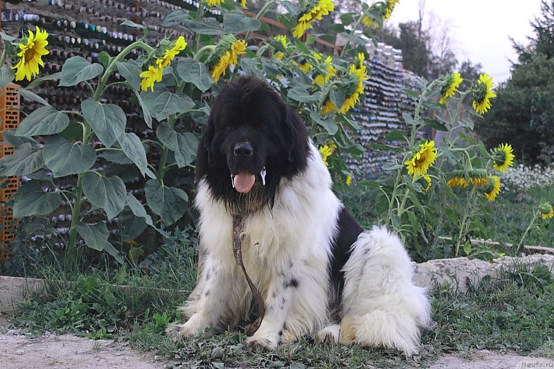 Фото: ньюфаундленд Callistos Blitzen