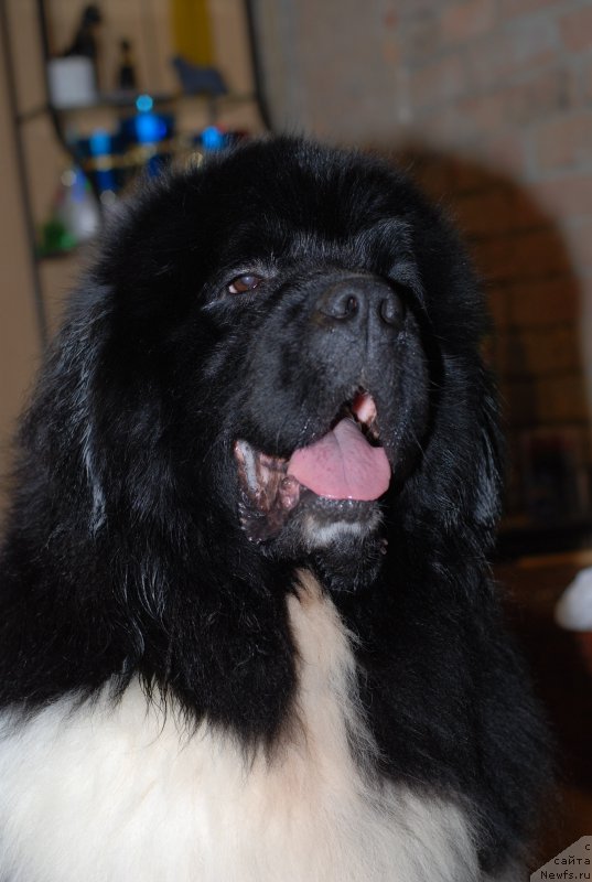 Фото: ньюфаундленд Eros Faundland