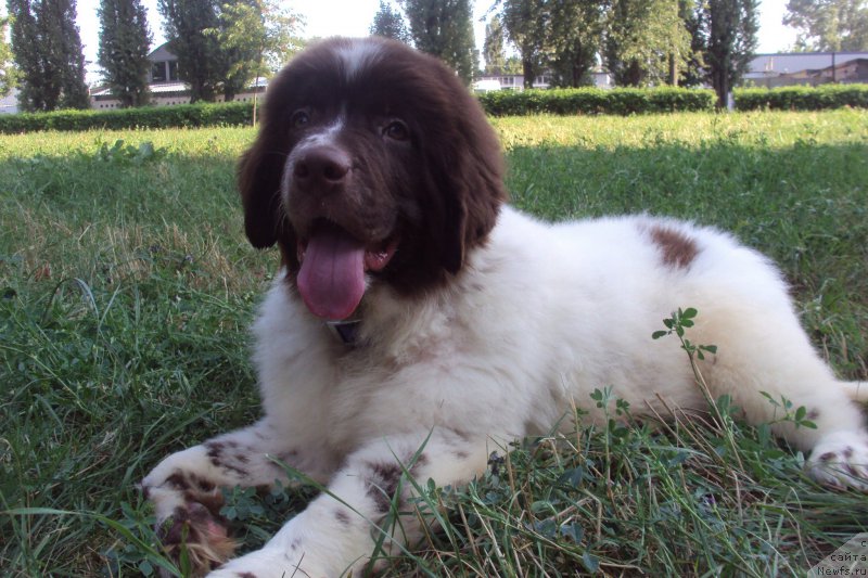 Фото: ньюфаундленд Big Sky Bear Klim Sheridan's