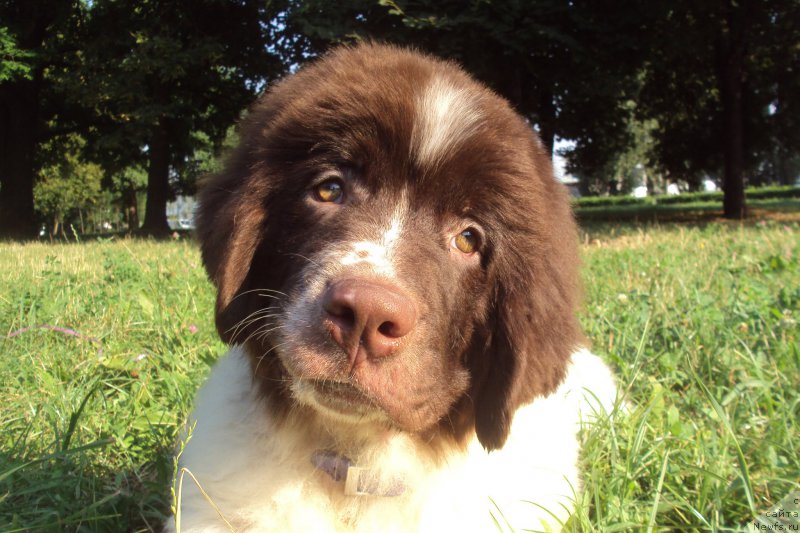 Фото: ньюфаундленд Big Sky Bear Klim Sheridan's