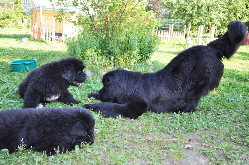 Фото: ньюфаундленд Бегущая по Волнам Харизма (Beguschaya po Volnam Harizma)