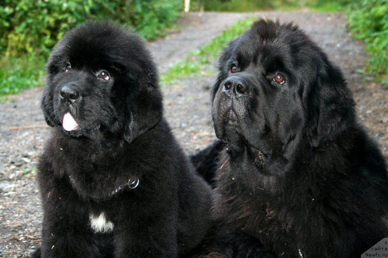 Фото: ньюфаундленд Черная Мафия Шенген Виза (Chernaya Mafia Shengen Visa), ньюфаундленд Черная Мафия Муст Хаве (Chernaya Mafia Must Have)