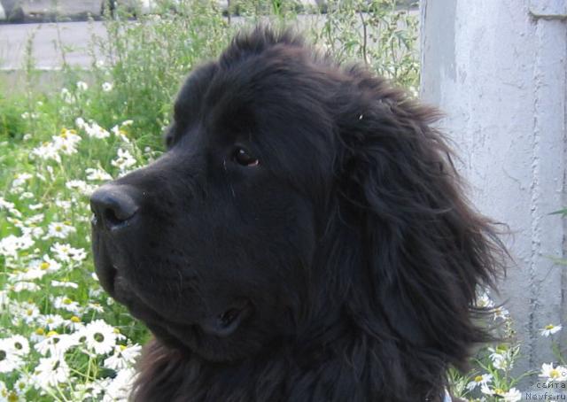 Фотография № 16085