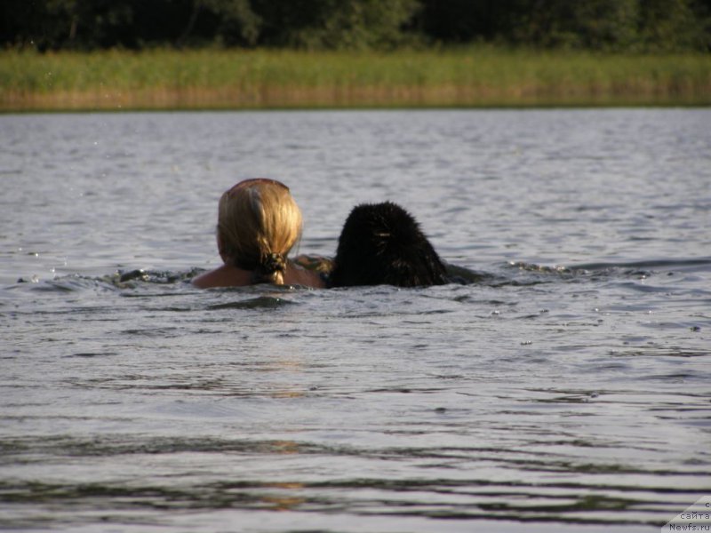 Фото: ньюфаундленд Черная Мафия Маубе Ше Вилл (Chernaya Mafia Maybe She Will)