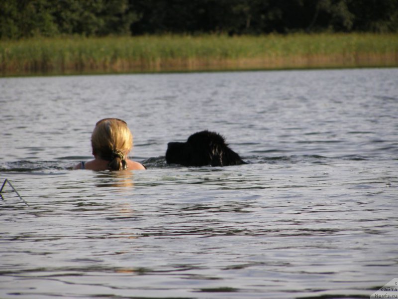 Фото: ньюфаундленд Черная Мафия Маубе Ше Вилл (Chernaya Mafia Maybe She Will)