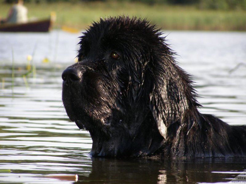 Фото: ньюфаундленд Черная Мафия Маубе Ше Вилл (Chernaya Mafia Maybe She Will)