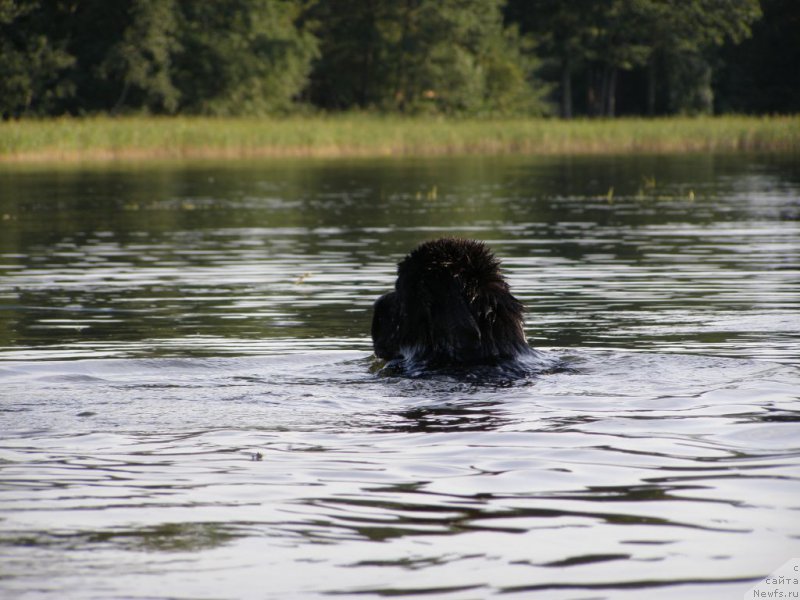 Фото: ньюфаундленд Черная Мафия Маубе Ше Вилл (Chernaya Mafia Maybe She Will)