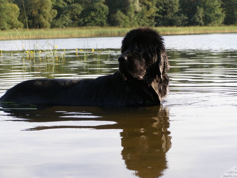 Фото: ньюфаундленд Черная Мафия Маубе Ше Вилл (Chernaya Mafia Maybe She Will)