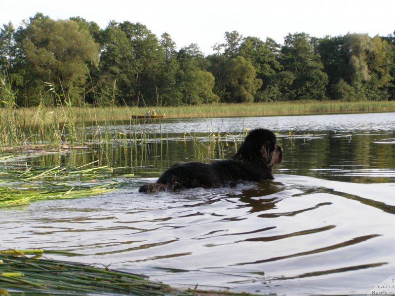 Фото: ньюфаундленд Черная Мафия Маубе Ше Вилл (Chernaya Mafia Maybe She Will)