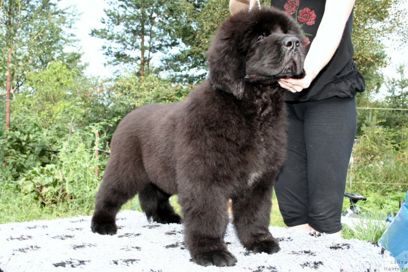 Фотография № 160867