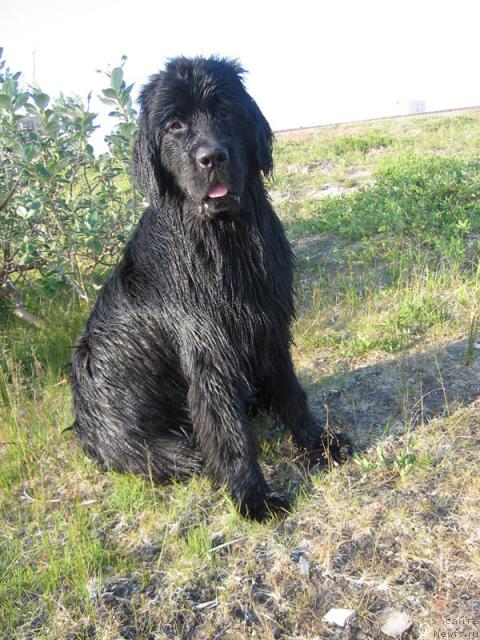 Фото: ньюфаундленд Жасмин Северный Каприз из Медвежьего Яра (Zhasmine Severny Caprice iz Medvejyego Yara)