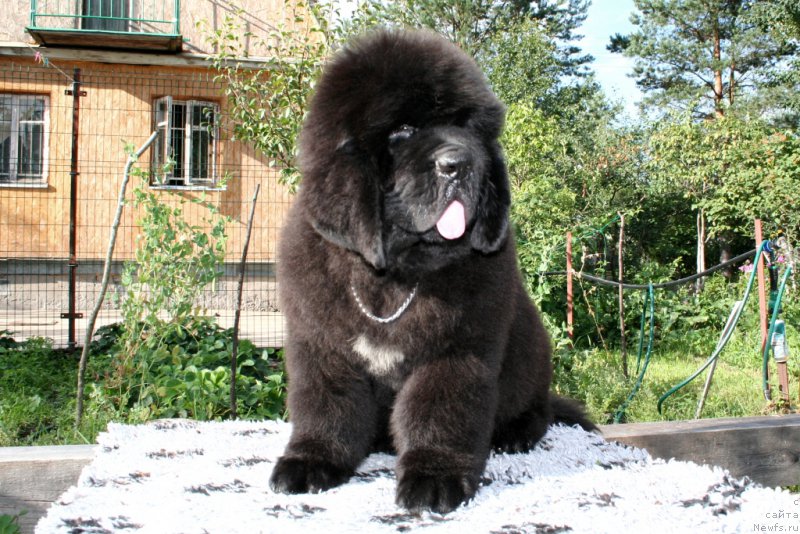 Фотография № 160870