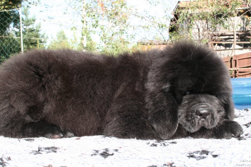 Фотография № 160871