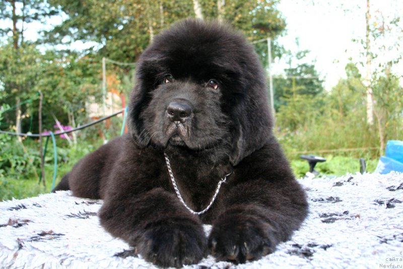 Фотография № 160878