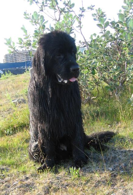 Фото: ньюфаундленд Жасмин Северный Каприз из Медвежьего Яра (Zhasmine Severny Caprice iz Medvejyego Yara)