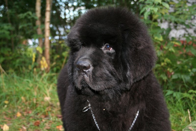 Фотография № 160883