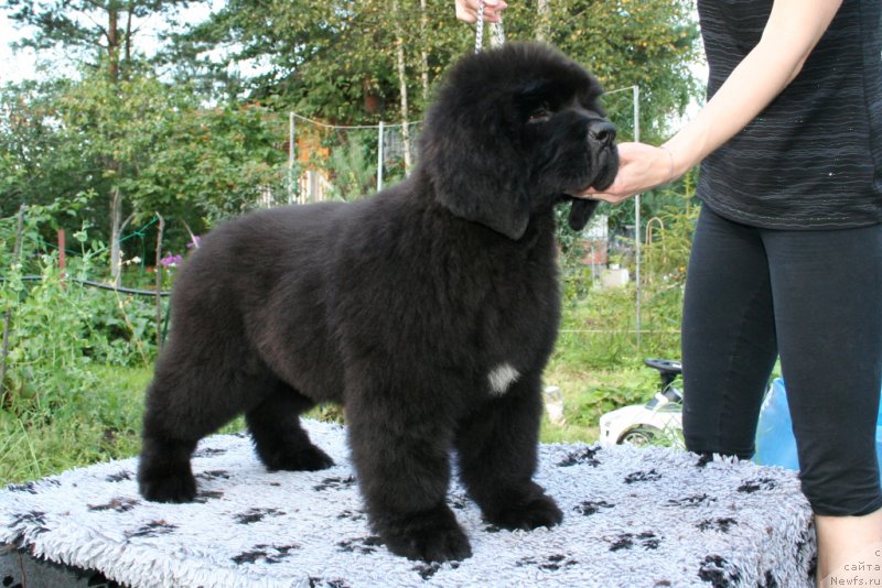 Фотография № 160884