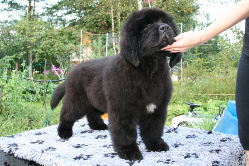 Фотография № 160886