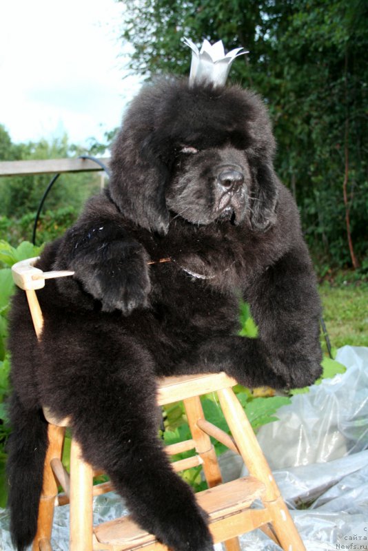 Фото: ньюфаундленд Черная Мафия Шенген Виза (Chernaya Mafia Shengen Visa)