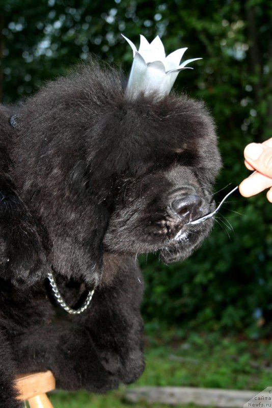 Фотография № 160889