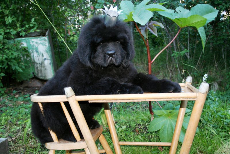 Фото: ньюфаундленд Черная Мафия Шенген Виза (Chernaya Mafia Shengen Visa)