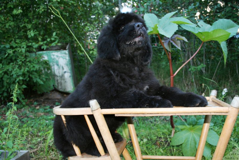 Фотография № 160891