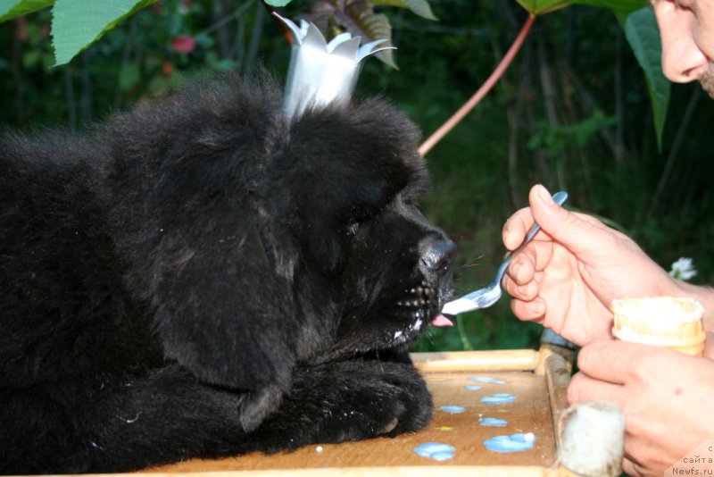 Фото: ньюфаундленд Черная Мафия Шенген Виза (Chernaya Mafia Shengen Visa)