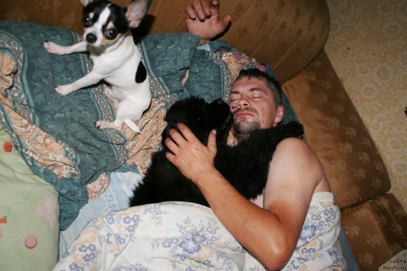 Фото: ньюфаундленд Черная Мафия Шенген Виза (Chernaya Mafia Shengen Visa)