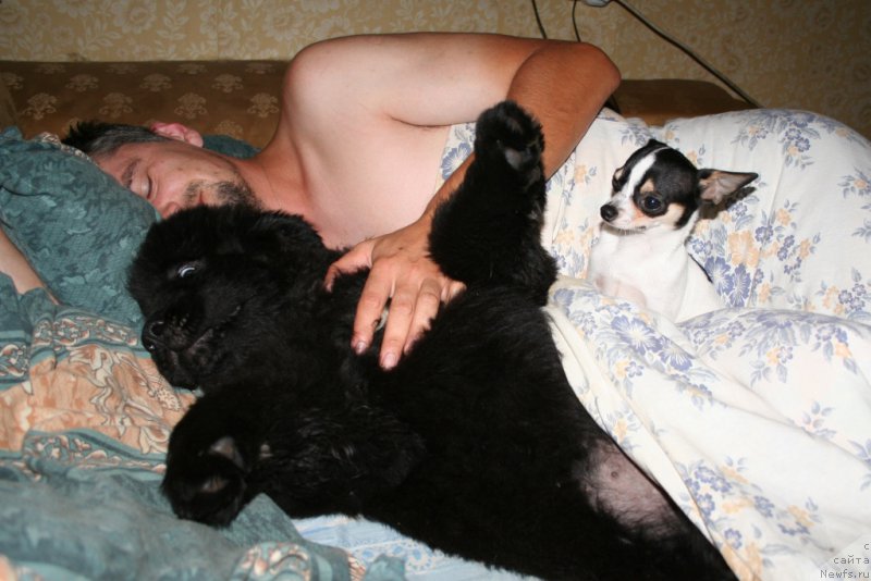 Фото: ньюфаундленд Черная Мафия Шенген Виза (Chernaya Mafia Shengen Visa)