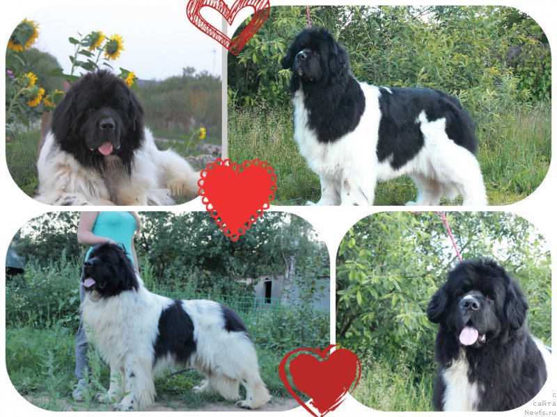 Фото: ньюфаундленд Callistos Blitzen