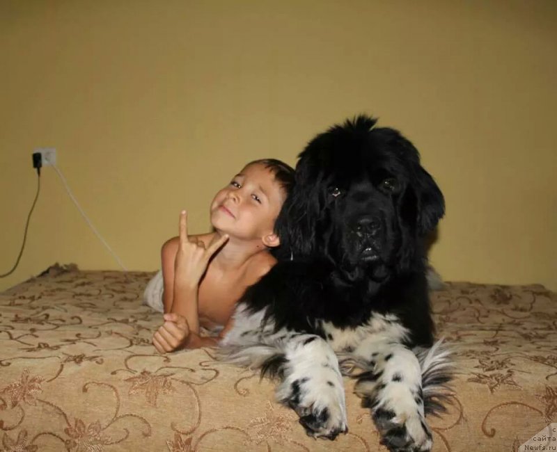 Фото: ньюфаундленд Плюшевая Панда Ферреро Ронд Нуар (Plushevaya Panda Ferrero Rond Noir)