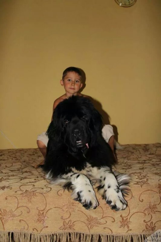 Фото: ньюфаундленд Плюшевая Панда Ферреро Ронд Нуар (Plushevaya Panda Ferrero Rond Noir)