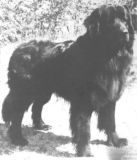 Фото: ньюфаундленд Викинг Тисс