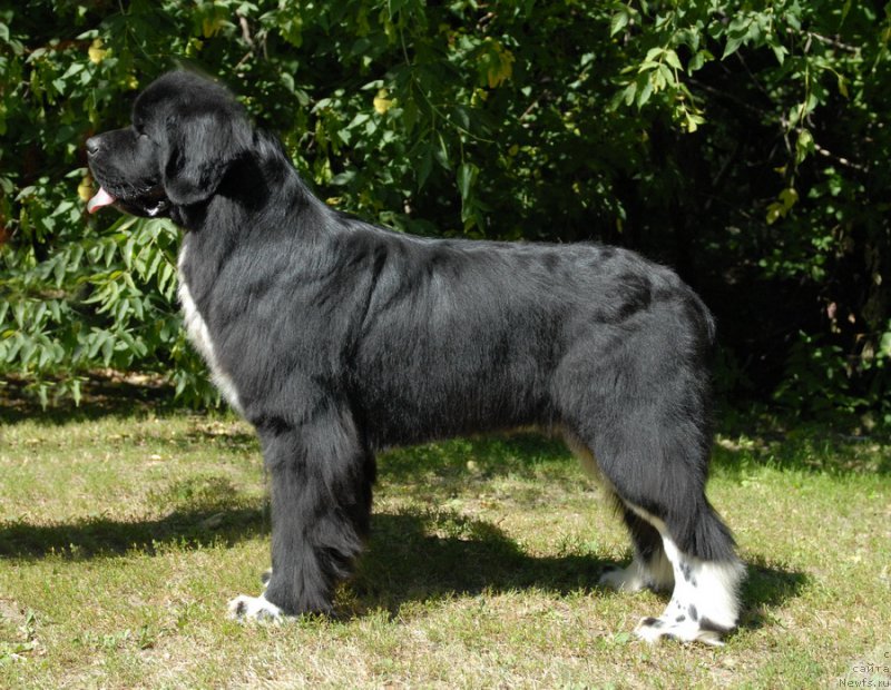 Фотография № 160903