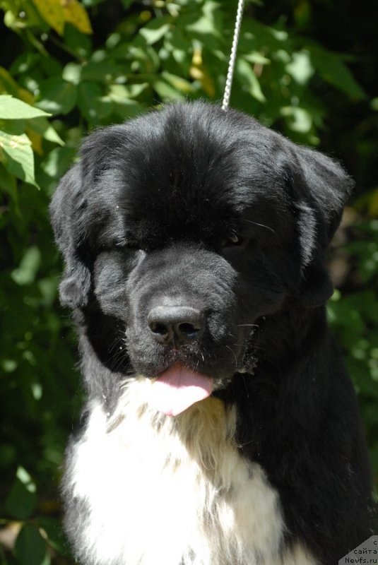 Фотография № 160906