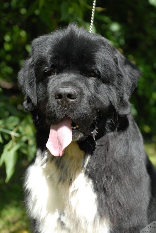 Фотография № 160908