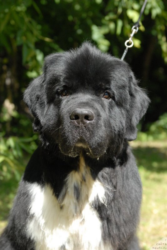 Фото: ньюфаундленд Сент Джонс Гриффин Глориус