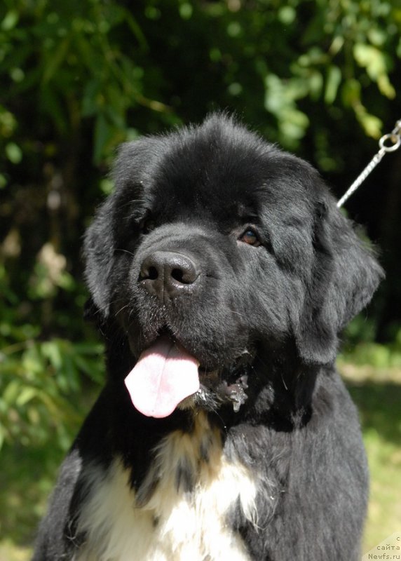 Фото: ньюфаундленд Сент Джонс Гриффин Глориус