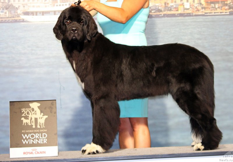 Фото: ньюфаундленд Питерньюф О'Мниа Праэклара Рара (Piternyuf O'mnia Praeclara Rara)