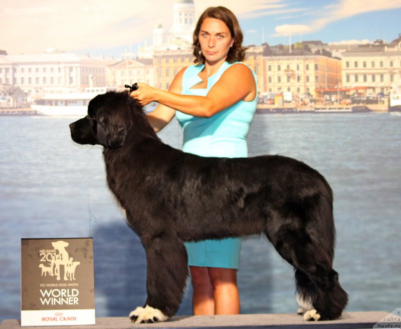 Фото: ньюфаундленд Питерньюф О'Мниа Праэклара Рара (Piternyuf O'mnia Praeclara Rara)