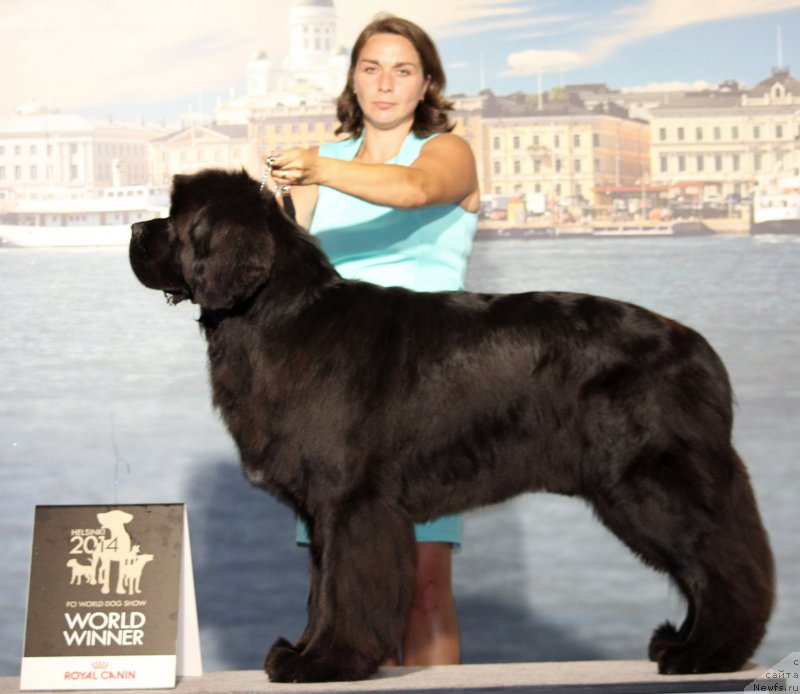 Фото: ньюфаундленд Питерньюф Монте Кристо (Piternyuf Monte Kristo)