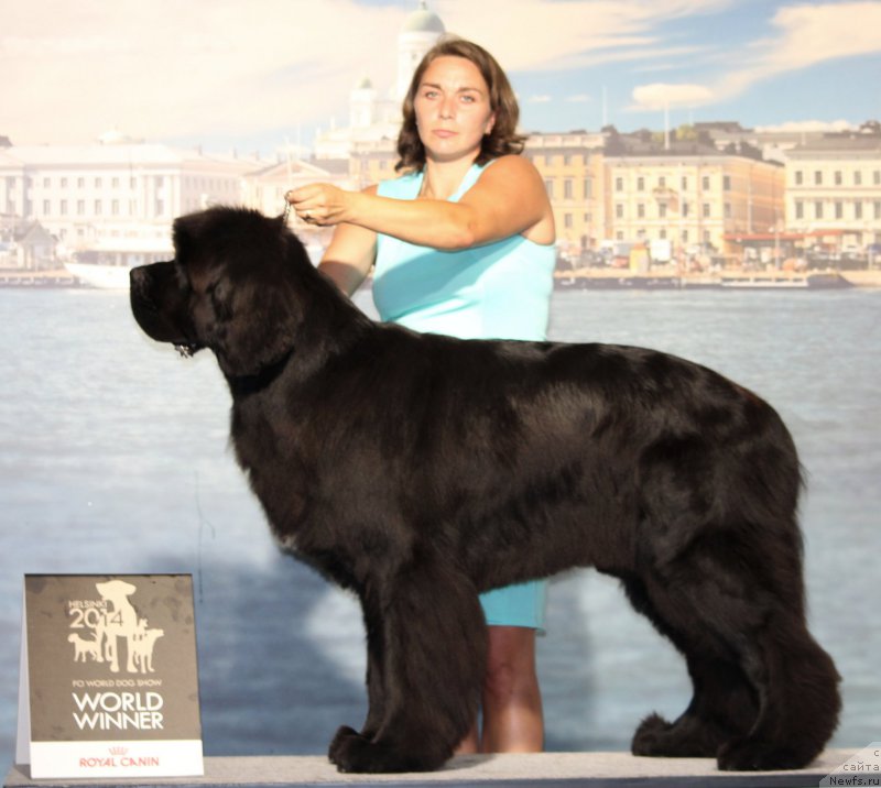 Фото: ньюфаундленд Питерньюф Монте Кристо (Piternyuf Monte Kristo)