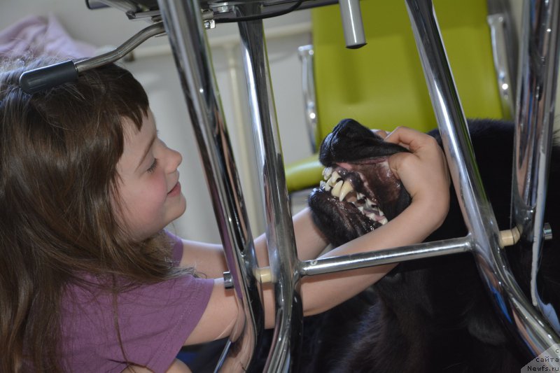 Фото: ньюфаундленд Ван Лен Тайм Олдер