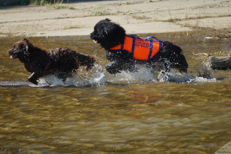 Фото: ньюфаундленд Шардоне с Берега Дона, ньюфаундленд Чарующий Чезарио (Charuyuschiy Chezario)